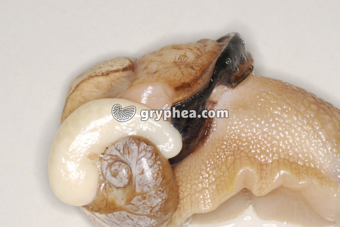 Respiration de l'escargot de Bourgogne - poumon contracté (la coquille a été enlevée) - gryphea.com